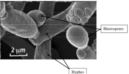 Figure  4 :  Observation  en  microscopie  électronique  à  balayage  de  blastospores  et  d’hyphes de C