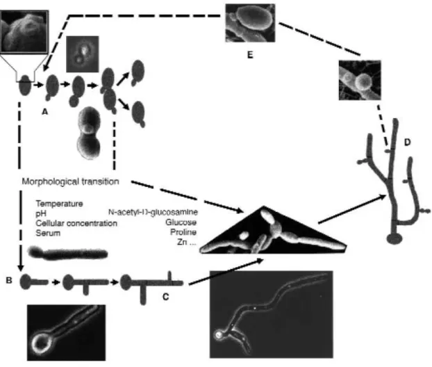 Figure 6 : Cycle dimorphique de C. albicans et paramètres environnementaux d’influence  (Molero et al., 1998)