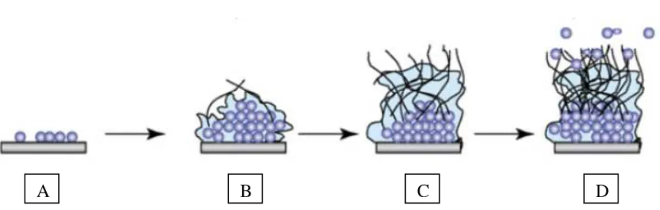 Figure  7 :  Principales  étapes  de  la  formation  d’un  biofilm  de  C.  albicans  (Blankenship  and Mitchell, 2006)