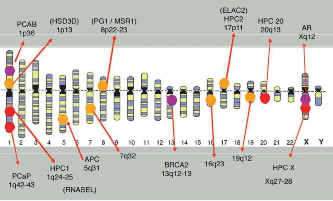Figure 16 :  Localisations chromosomiques des gènes de prédisposition du cancer de la prostate.