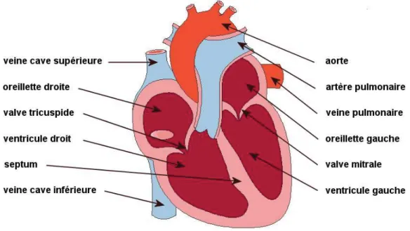 Figure 1 Représentation schématique de l’anatomie du cœur 