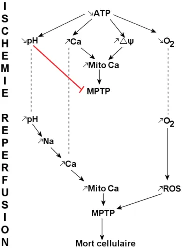 Figure 9 Induction de la mort cellulaire par l'ischémie/reperfusion adaptée de [52] 