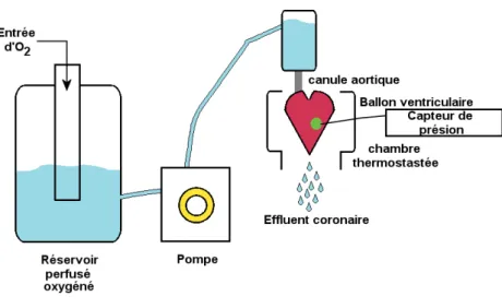 Figure 11 Représentation schématique d'un système de cœur isolé perfusé 