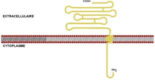 Figure 15 Structure primaire de la sous-unité ȕ de la Na + , K + -ATPase 