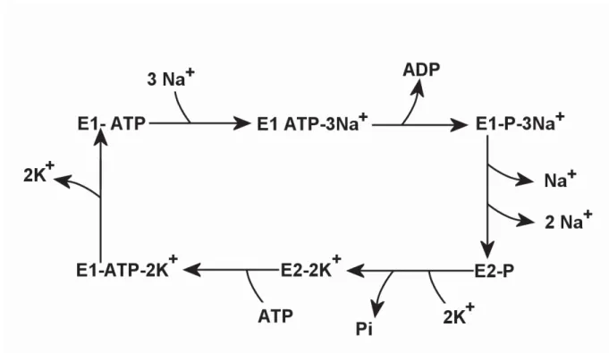 Figure 18 Cycle réactionnel de la Na + , K + -ATPase dit cycle de Post-Albers    