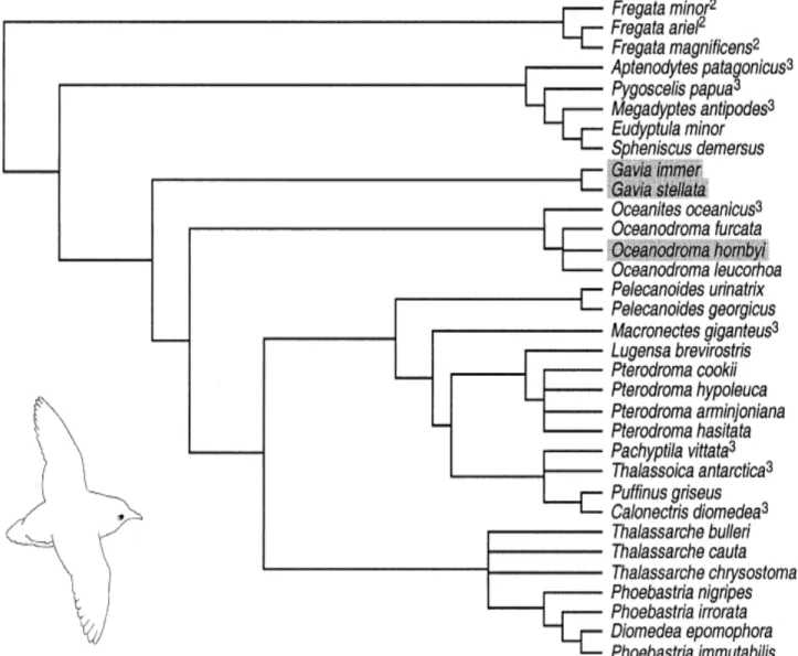 Figure 1.9 Arbre phylogénétique d’après Sibley &amp; Ahlquist (1990) illustrant les relations au sein de  l’ordre Procellariiformes (tel que dans Kennedy &amp; Page, 2002) 
