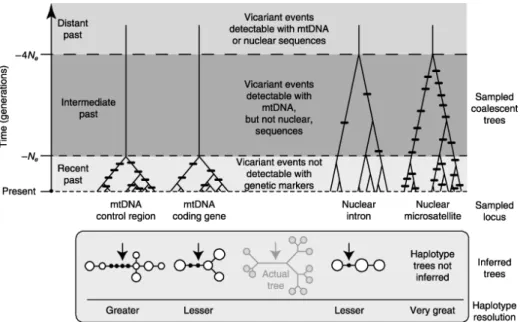 Figure  2.1.  de  Zink  &amp;  Barrowclough,  2008.  Capacité  de  différents  marqueurs  pour  détecter  la  vicariance 