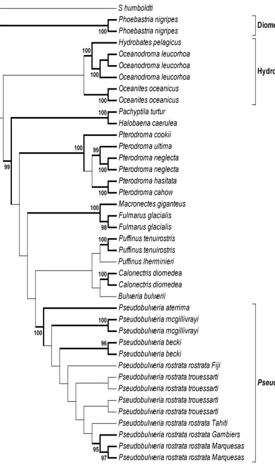 Figure 3.2 Bayesian Inference Phylogenetic Tree within Procellariiformes obtained with CO1 gene  with  MrBayes