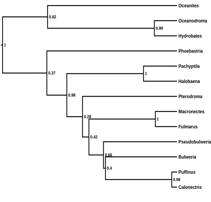 Figure  3.3  Species  tree  reconstructed  for  genera  within  Order  Procellariiformes  with  *BEAST,  using two mitochondrial loci (CO1, Cytb)