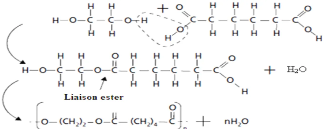 Fig. I.2  Exemple de polycondensation : la polymérisation du polyester à partir de monomères d’éthylène glycol  C2H4(OH)2 et d’acide adipique C6H8(OOH)2 avec formation d’eau