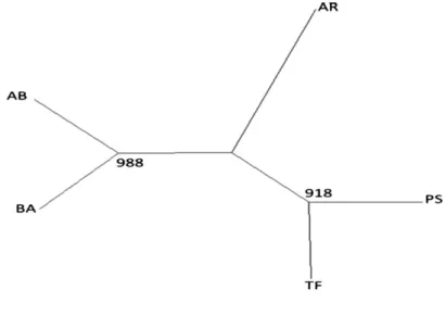 Figure 2 Neighbour-joining tree obtained from the D R distance between the studied  pop-ulations (1000 bootstrap).