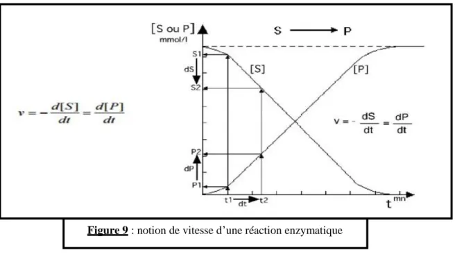 Figure 9 : notion de vitesse d’une réaction enzymatique 