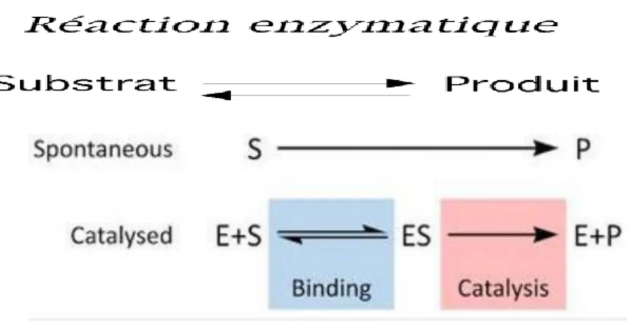 Figure 1 : enzymes et cofacteurs 