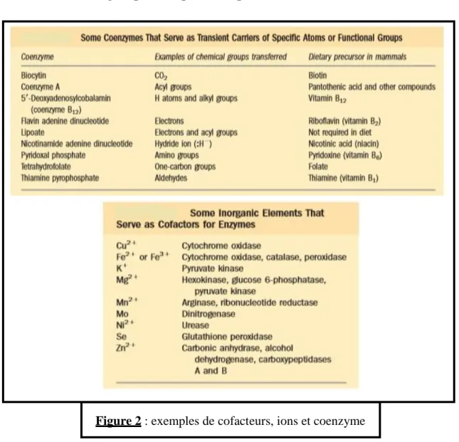 Figure 2 : exemples de cofacteurs, ions et coenzyme
