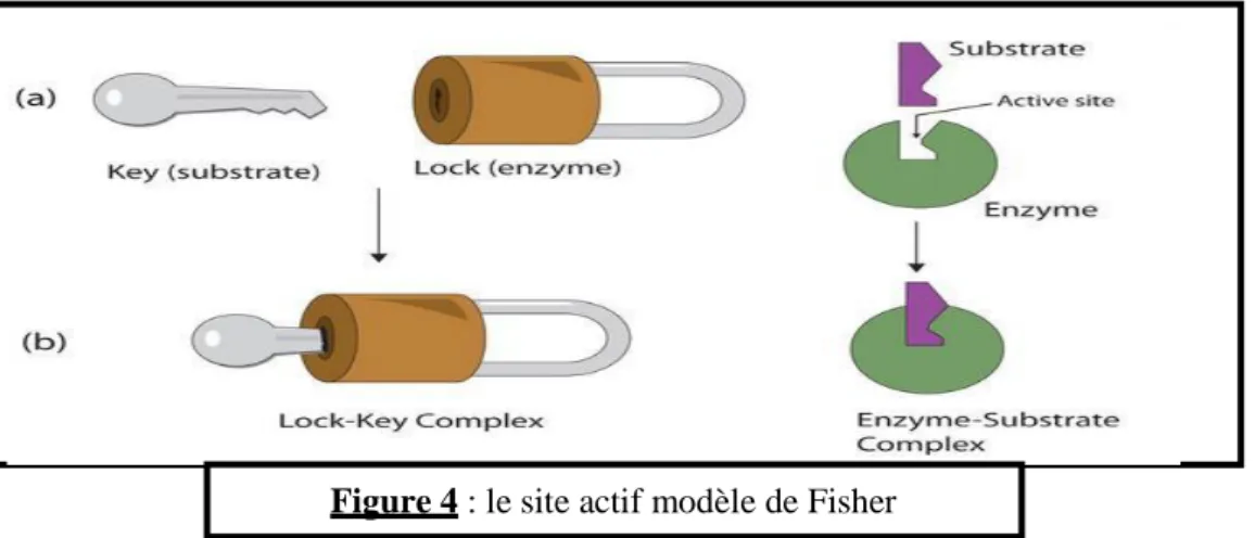 Figure 4 : le site actif modèle de Fisher 