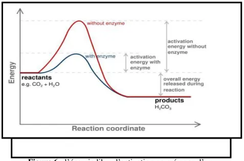 Figure 7 : les iso-  enzymes de la LDH. 