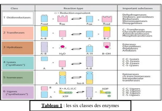 Tableau 1 : les six classes des enzymes 