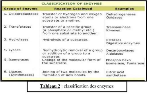 Tableau 2 : classification des enzymes 