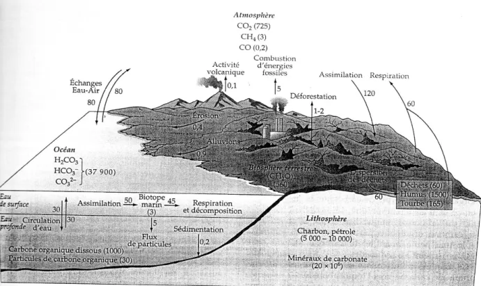 Figure 1: Cycle globale du carbone. Recyclage du carbone dans l'atmosphère, la biosphère, les  océans et la lithosphère