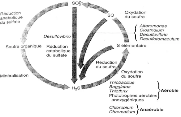 Figure 5: Les microorganismes photosynthétiques et chimiosynthétiques intervenant dans le cycle  du soufre dans l'environnement