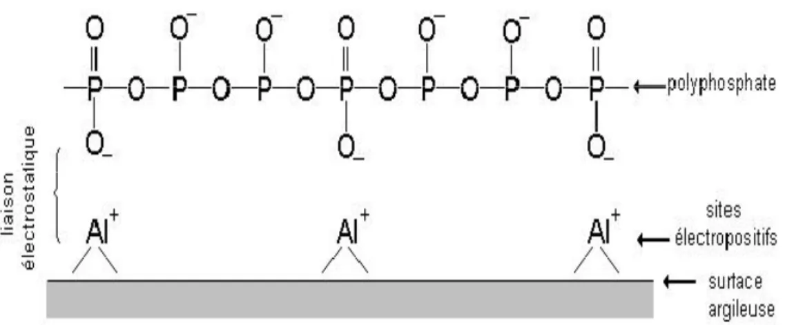 Figure III.1. : Mode d’action d’un polyphosphate dans la dispersion d’une suspension d’argile.