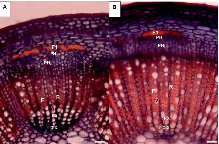 Figure  37 :  Effet  du  stress  hydrique  sur  la  structure  des  tissus  conducteurs  et  la  lignification  des  fibres  du  4 ème   entrenœud  des  plantes  témoins  et  des  plantes  ayant  subi  le  stress  hydrique