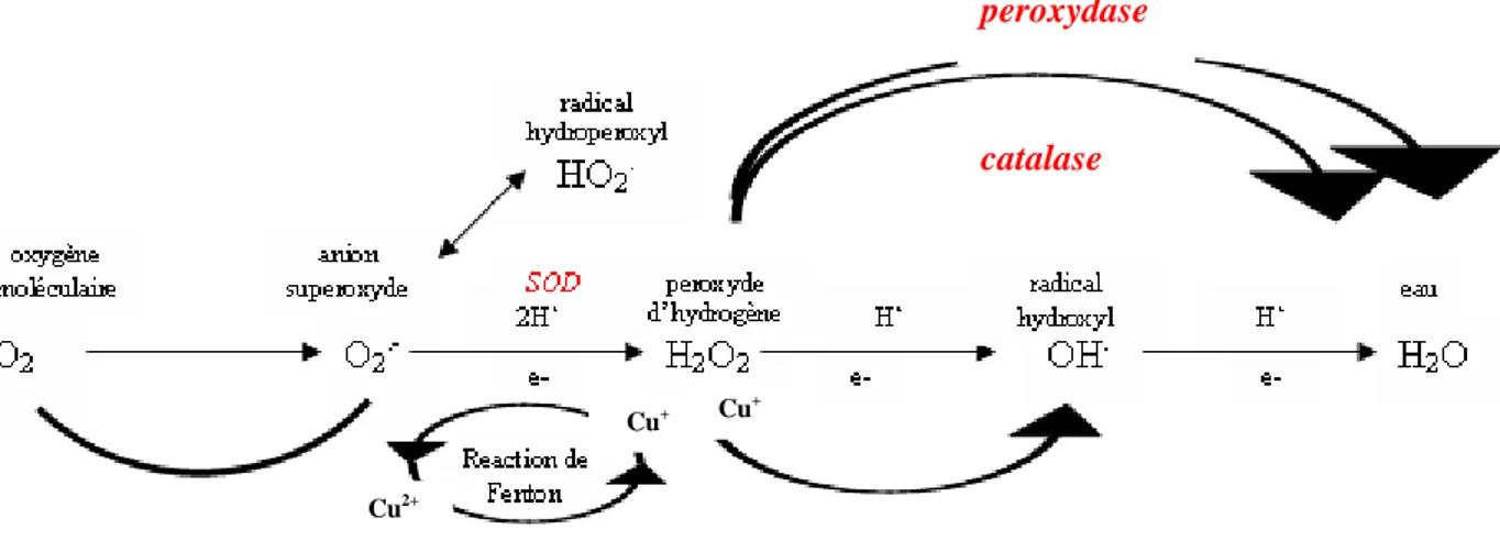 Figure  9  :  Production  de  FAO  à  partir  de  l’oxygène  moléculaire  et  leur  détoxication
