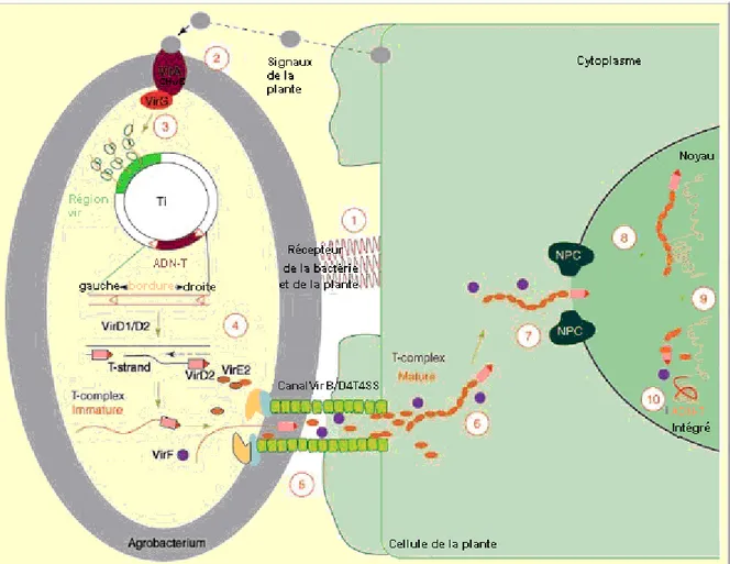 Figure  16 :  Transformation  génétique  des  plantes  par  A. tumefaciens.  La  transformation  se  déroule  en  10  étapes  majeures  et  commence  avec  la  reconnaissance  et  l’attachement  d’A