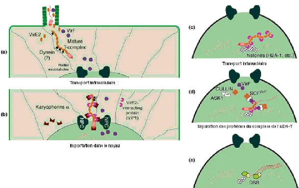 Figure  17 :  Rôle  des  facteurs  hôte  et  des  mécanismes  cellulaires  de  l’intégration  de  l’ADN-T dans les cellules des plantes par A