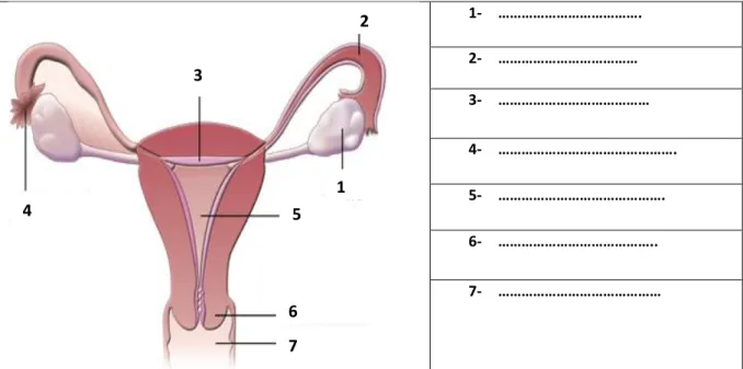Tableau I : Structures  observées 