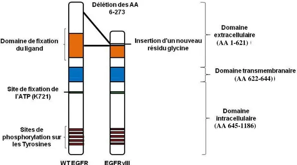Figure 11 : Représentation schématique du récepteur de l’epidermal growth factor (EGFR)vIII
