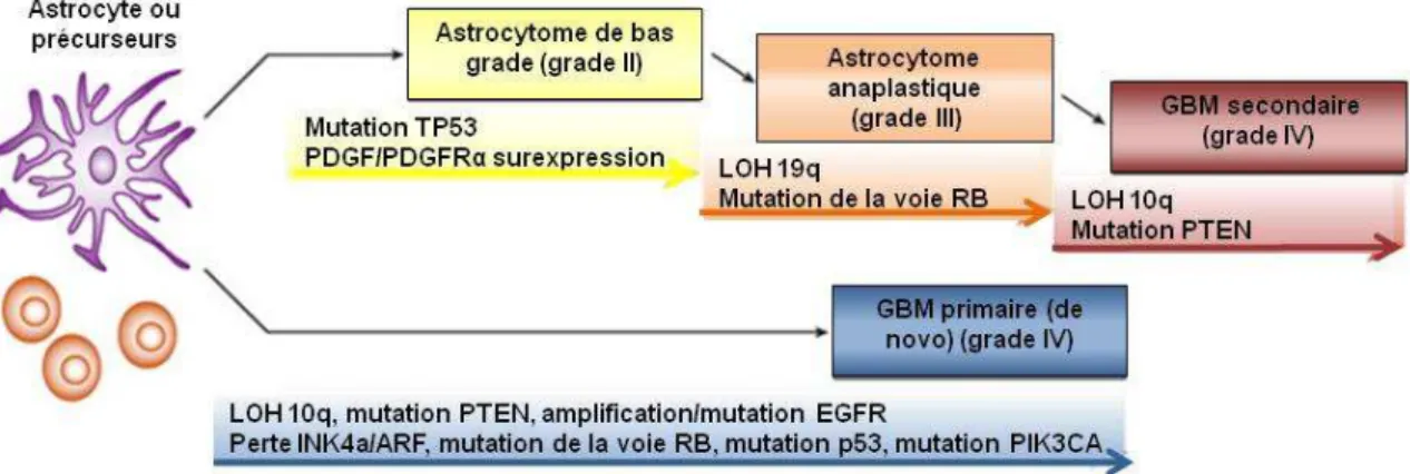 Figure 17 : Altérations génétiques impliquées dans le développement du GBM. Les analyses d’échantillons  de  tumeur  primaire  ont  montré  des  altérations  fréquentes  de  voies  de  signalisation  permettant  l’initiation  et  la  progression du GBM