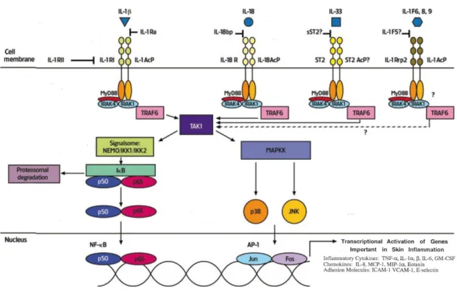 Figure 10 : Voies de signalisation induites par les cytokines de la famille de l’IL-1  (Modifié d'après Barksby et al., 2007) 