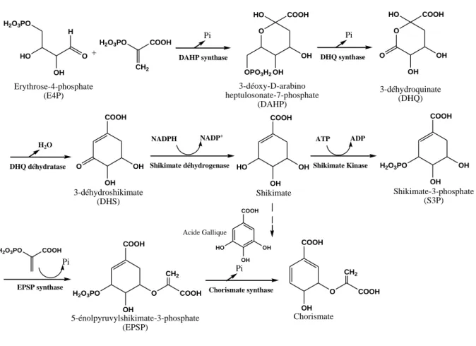 Figure 4 : La voie du préchorismate. 
