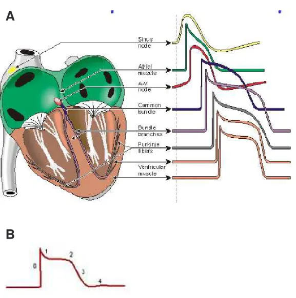 Figure H1 : représentation schématique des potentiels d’action enregistrés dans les différents tissus cardiaques (d’après  Nerbonne, 2000)