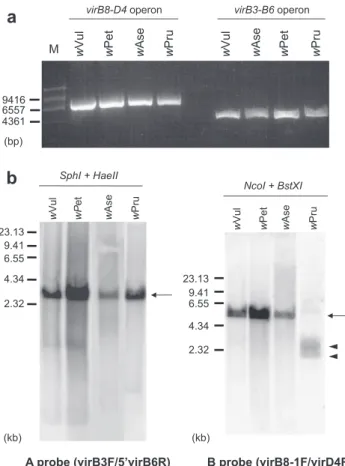 Fig. 1. Detection of virB and virD genes by PCR and Southern blotting. De- De-tection of virB3evirB6 and virB8evirD4 operons by PCR (a) using virB3F/