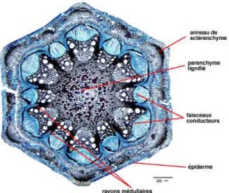 Fig. 15 : Structure secondaire de la tige de dicotylédones (Remy et al, 2004)