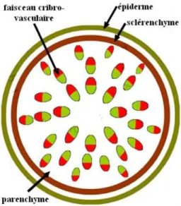 Fig. 16 : Structure de la tige de monocotylédones