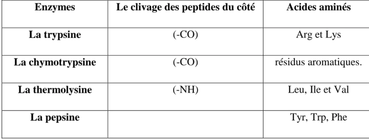 Tableau N°04: Liste des principaux endopeptidases. 