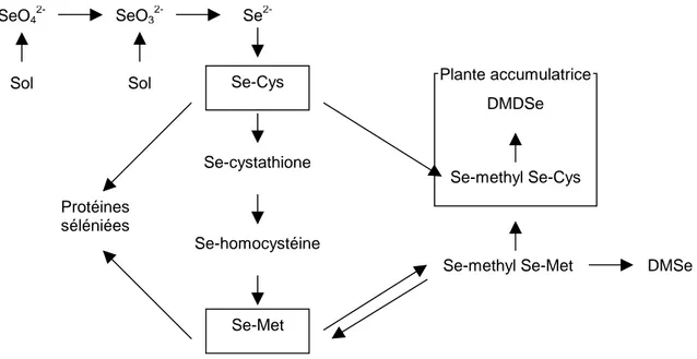 Figure 6 : Mécanisme d'assimilation du sélénium chez les végétaux adapté de Dumont et al
