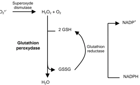 Figure 8 : Réaction des glutathion-peroxydases ; GSH = glutathion réduit,   GSSG = glutathion oxydé (58)
