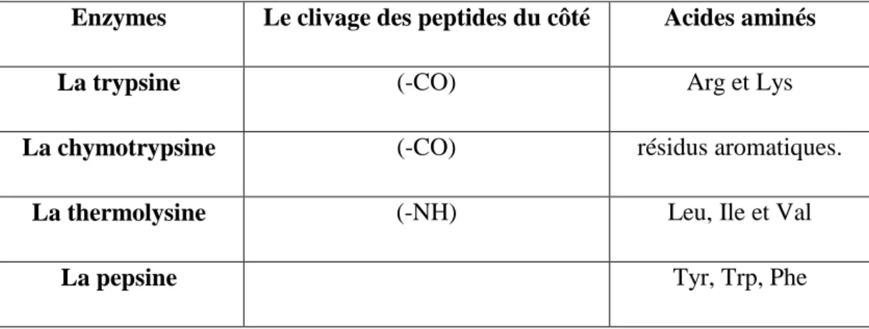 Tableau N°04: Liste des principaux endopeptidases. 