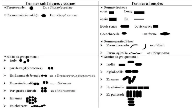 Figure 2 : les différentes formes de cellules bactériennes 