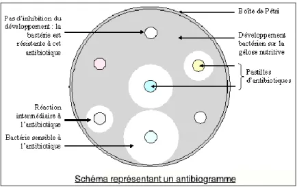 Figure 01 : Antibiogramme par méthode de de diffusion sur gélose MULLER-HINTON  2.  En milieu liquide : des dilutions de l’antibiotique à tester sont effectuées en milieu liquide, 