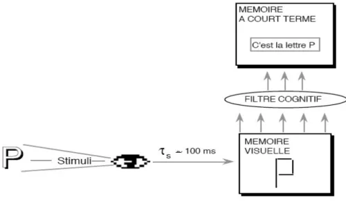 Figure 2.4 Système sensoriel : codage de la lettre P [Recanati, 2019]. 