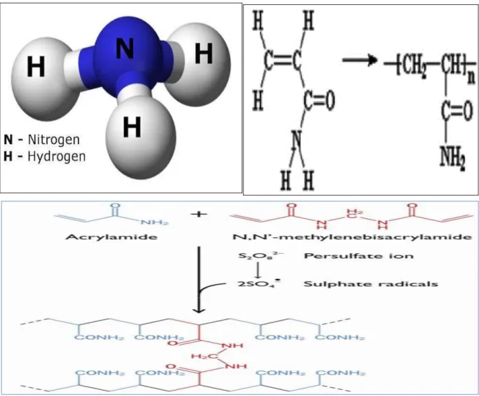 Figure 05 : la structure chimique de Polyacrylamide. (Hoffman, A. S,.2012) 
