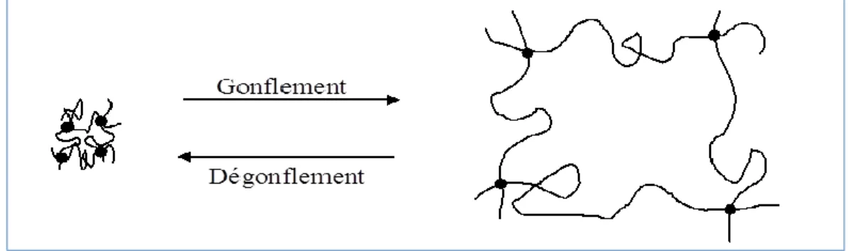 Figure 06: Illustration du principe de gonflement et dégonflement d’un réseau de polymères.