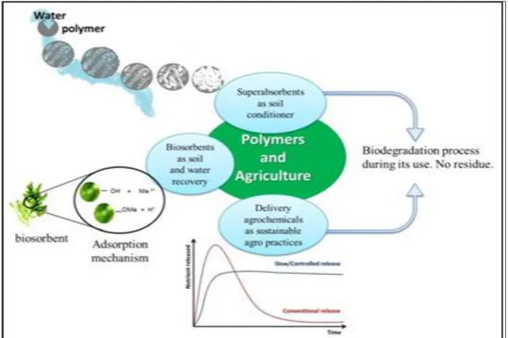 Figure 11 : Mécanismes des polyméres en agriculture(Hayat R, Ali,.2004). 