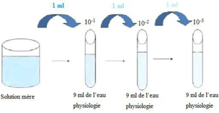 Figure 01 : Préparation des dilutions décimales.