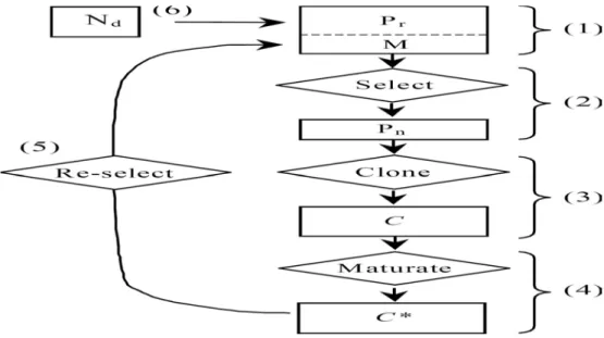 Figure 2.6 :- Algorithme de la sélection clonale [GHA 06] 